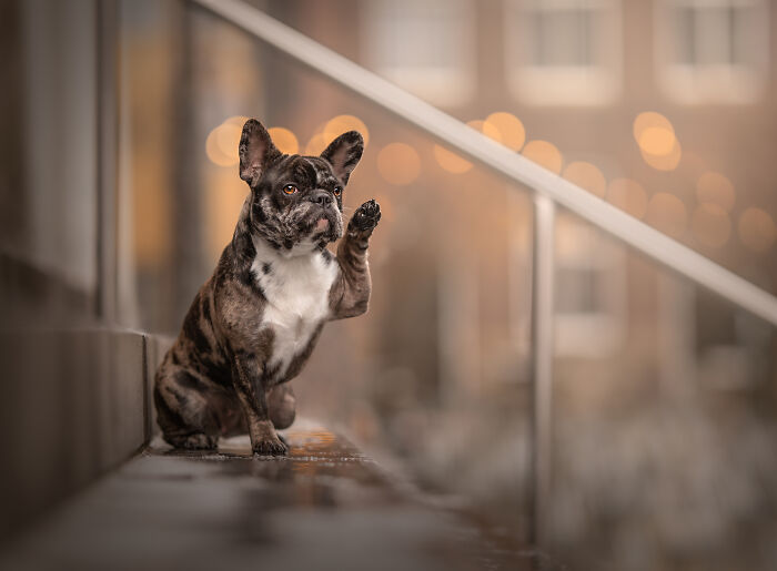 French bulldog giving a paw