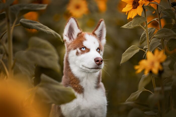 Young husky puppy golden hour and sunflowers