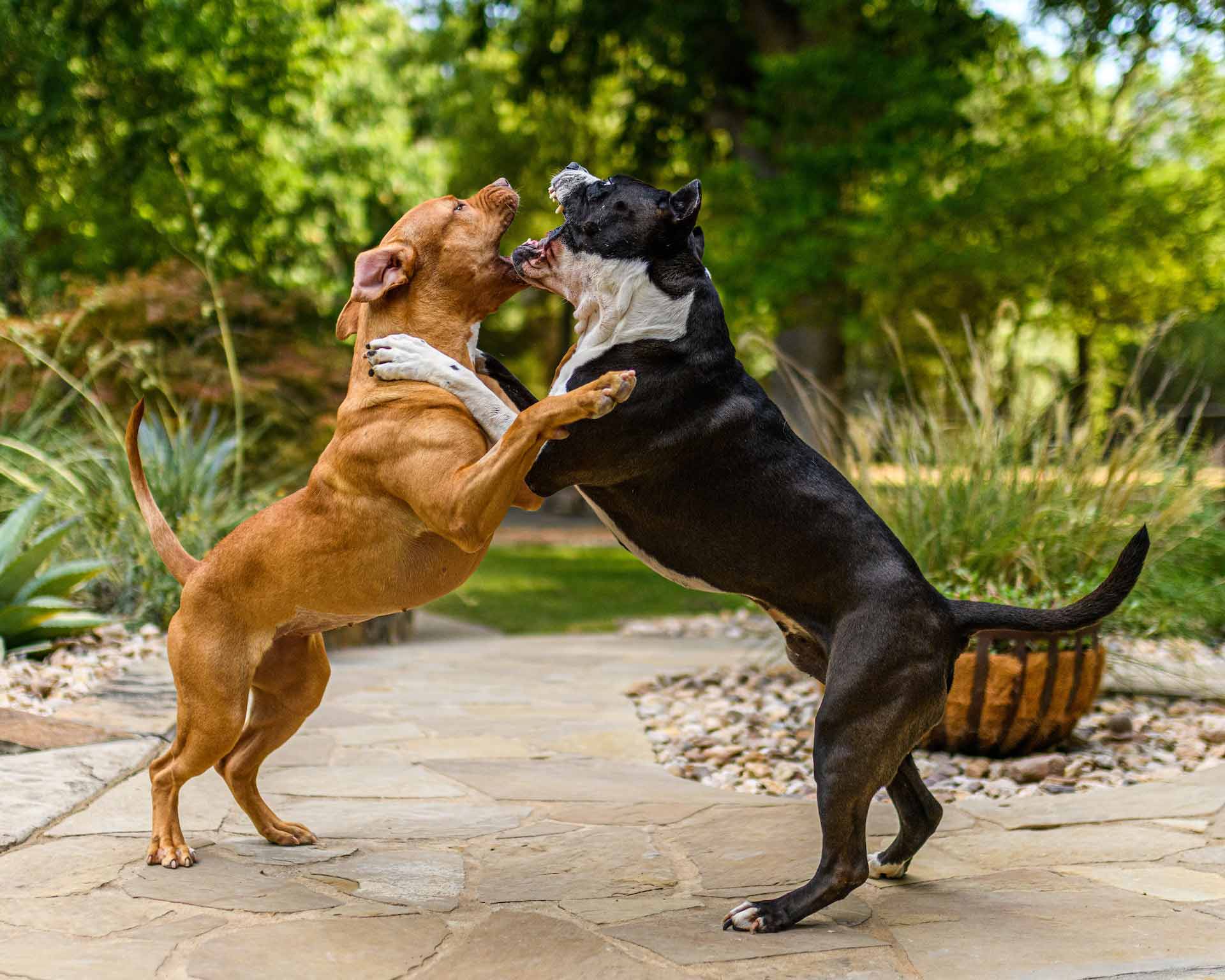 Two dogs playing and fighting outside
