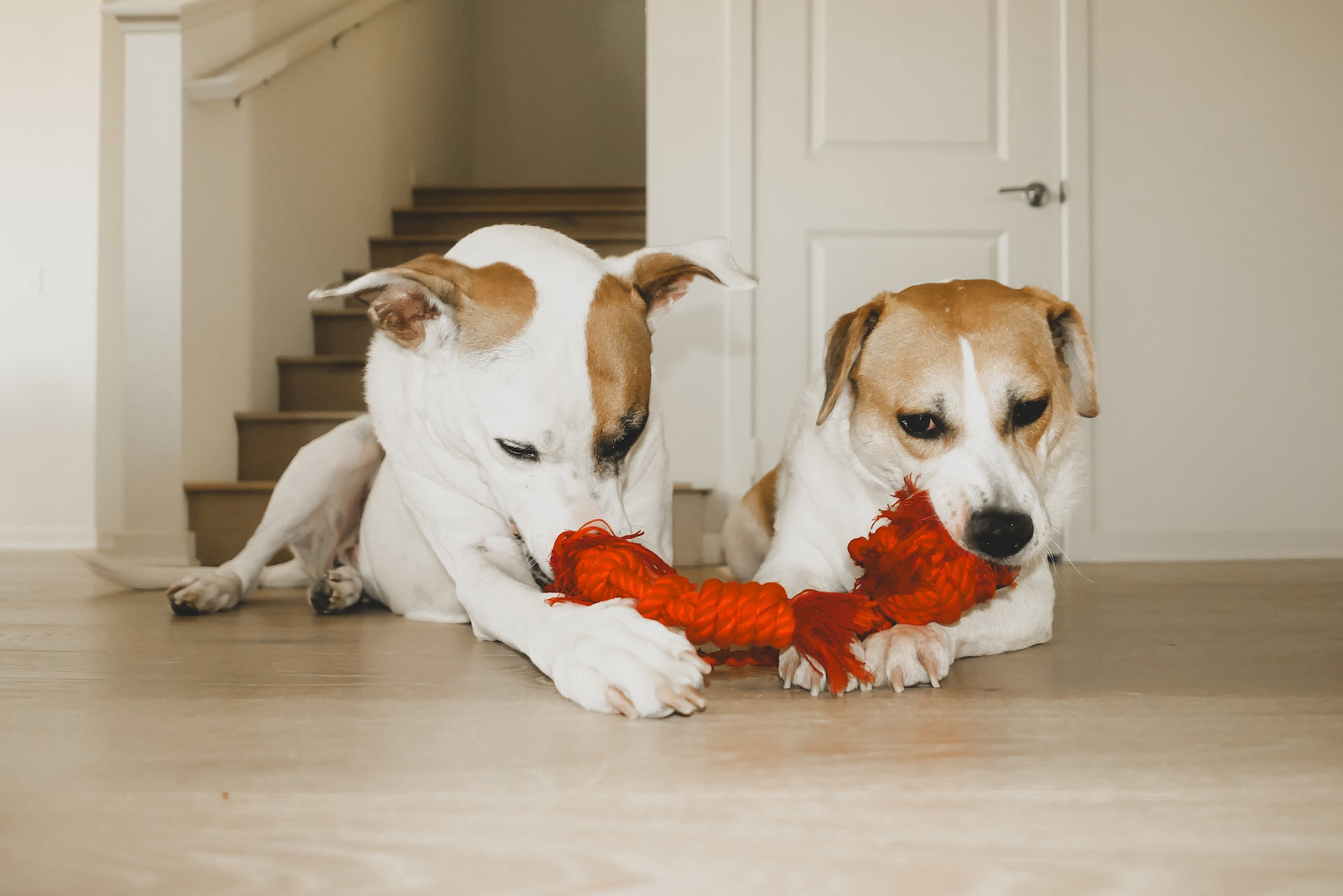 Two dogs lie down on the floor with a red toy in the room