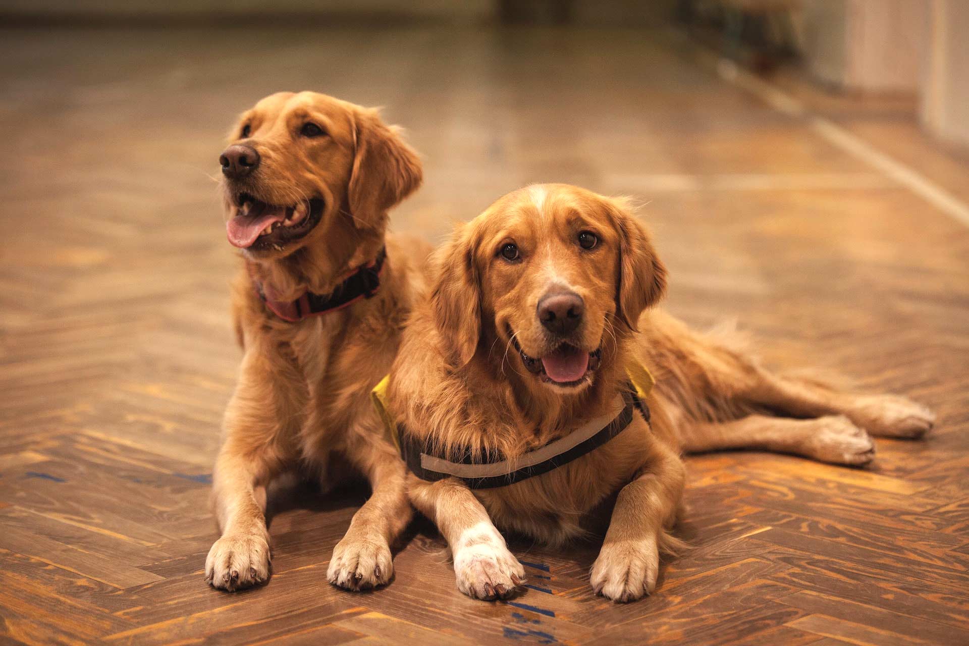 Two adult golden retrievers lie down on the floor