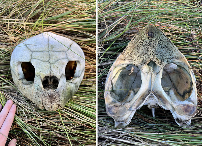 Found A Sea Turtle Skull While Kayaking In Florida (And Left It)