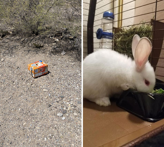 Found A Rabbit Abandoned In The Desert, Taped In A Cereal Box