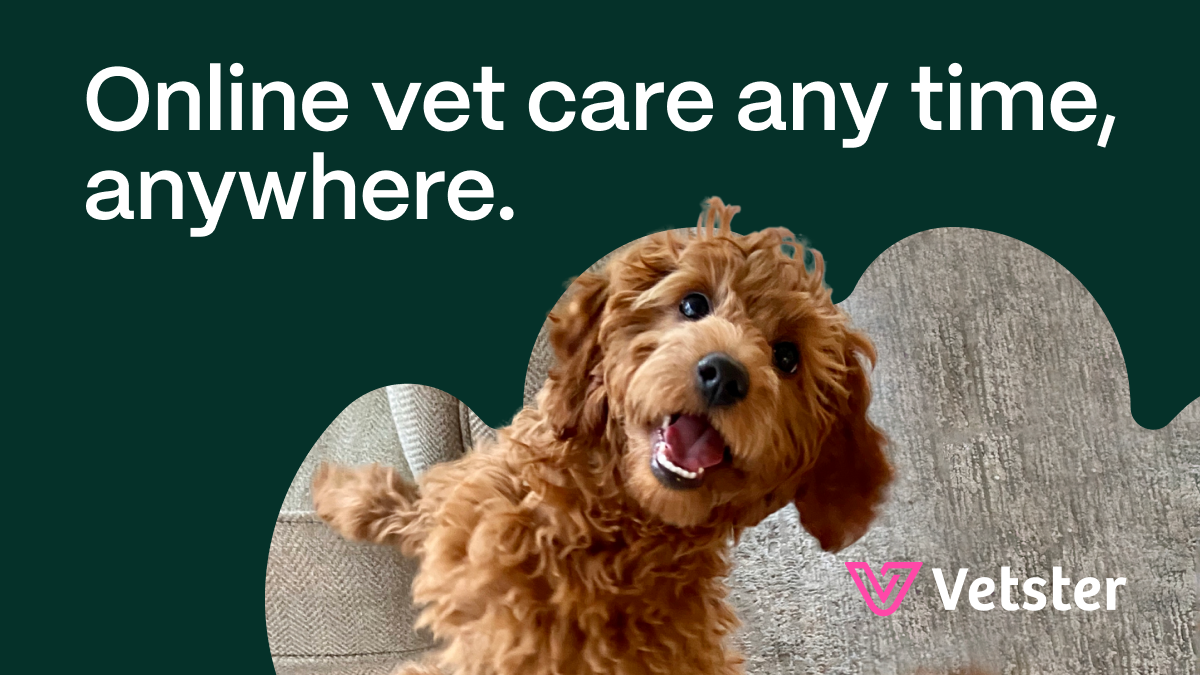A happy dog, possibly licking its tail area, with text promoting online vet care from Vetster. A happy dog, possibly licking its tail area, with text promoting online vet care from Vetster.