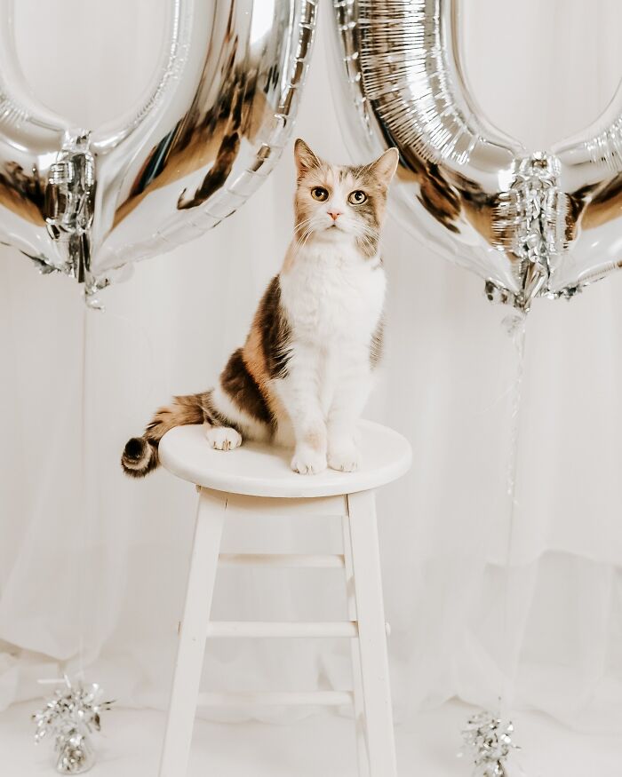 Angela Rafuse Is A Founder Of ‘My Grandfather’s Cat Charity’, Helping Seniors To Rehome Their Pets