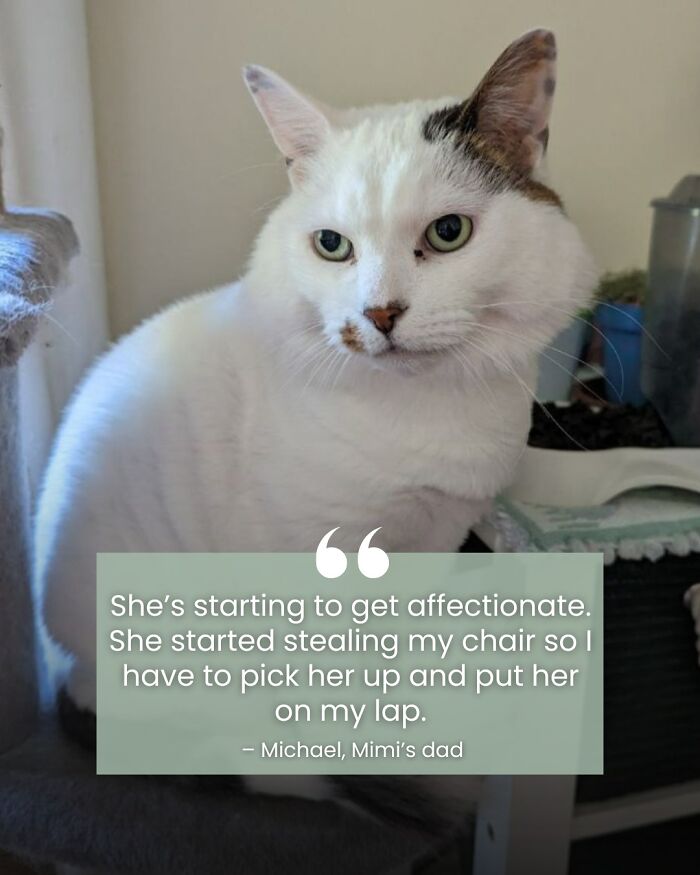 Angela Rafuse Is A Founder Of ‘My Grandfather’s Cat Charity’, Helping Seniors To Rehome Their Pets