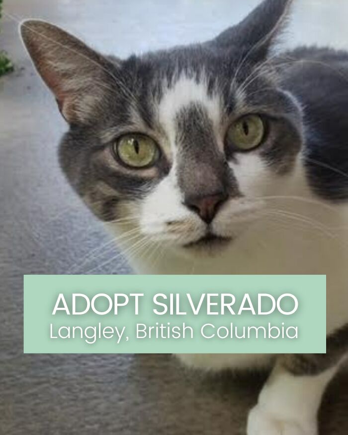 Angela Rafuse Is A Founder Of ‘My Grandfather’s Cat Charity’, Helping Seniors To Rehome Their Pets