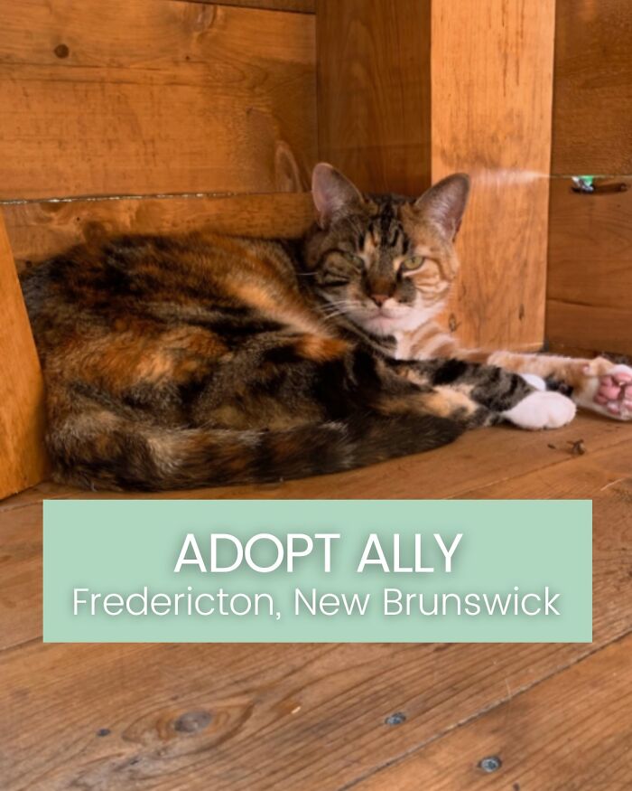 Angela Rafuse Is A Founder Of ‘My Grandfather’s Cat Charity’, Helping Seniors To Rehome Their Pets