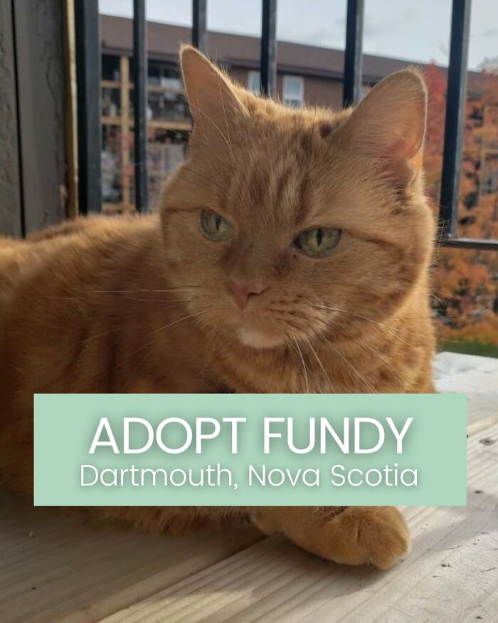 Angela Rafuse Is A Founder Of ‘My Grandfather’s Cat Charity’, Helping Seniors To Rehome Their Pets