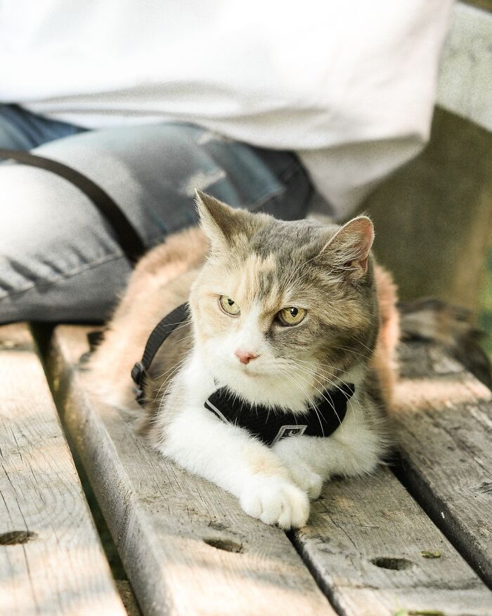 Angela Rafuse Is A Founder Of ‘My Grandfather’s Cat Charity’, Helping Seniors To Rehome Their Pets