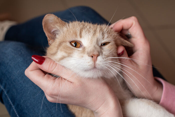 "A Great Surprise": Scientists Stunned After Discovering How Cats Purr "A Great Surprise": Scientists Stunned After Discovering How Cats Purr