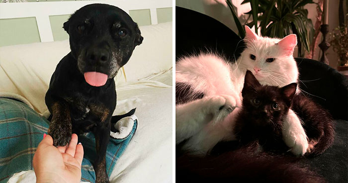 “Came Home With 2”: Pics Of People’s Adopted Pets, Which Make ‘Adorable’ An Understatement (October Edition)