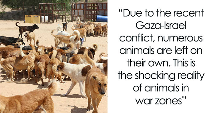 The Shocking Reality Of Animals In War Zones: How We Are Helping Animal Shelters In Gaza-Israel War