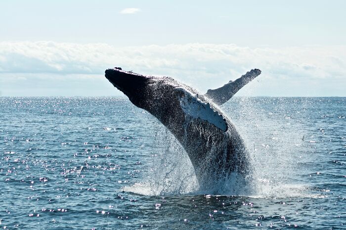 Whale jumping in sea
