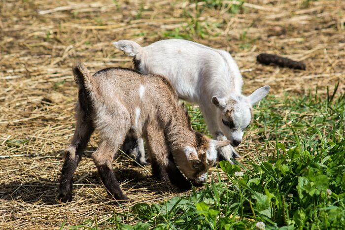 Brown and white baby goats