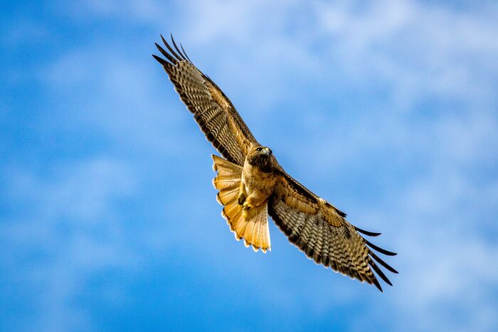 Peregrine falcon flying