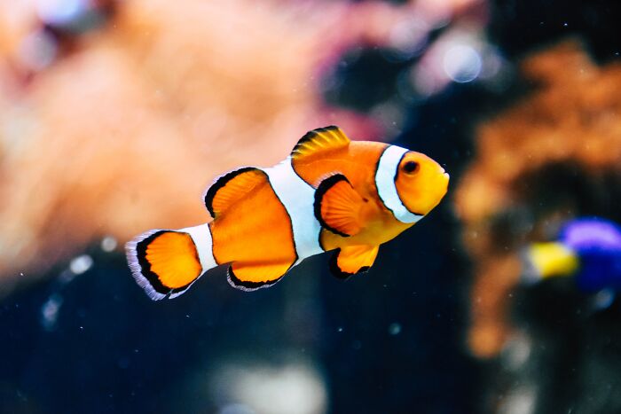 Clown fish swimming