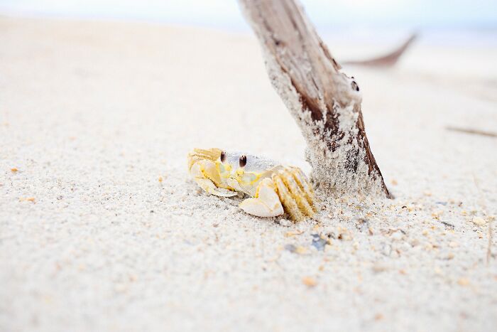 ghost crab near wooden stick on sand