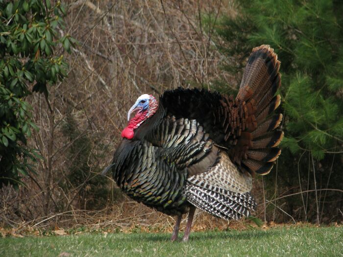 turkey bird in field looking