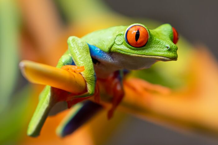 red eyed tree frog watching