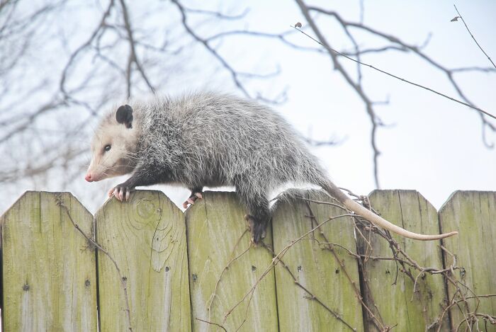 Opossum climbing