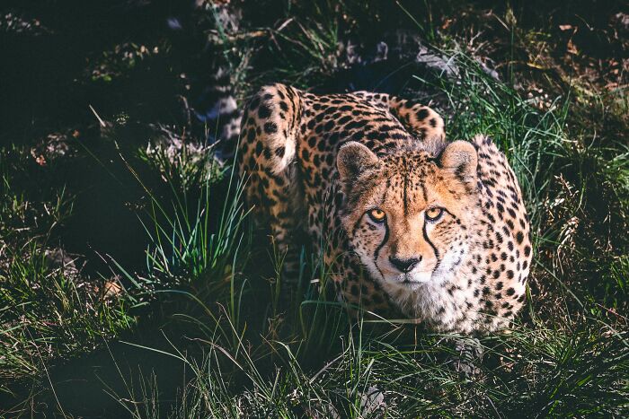 Cheetah looking