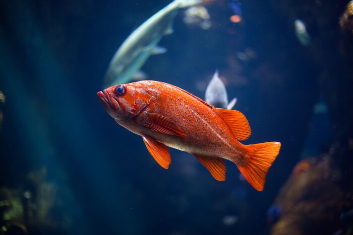 underwater red fish swimming