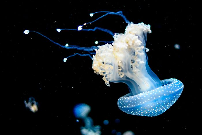 blue jellyfish swimming