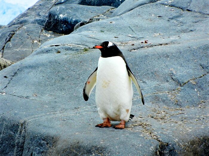 Penguin standing and watching