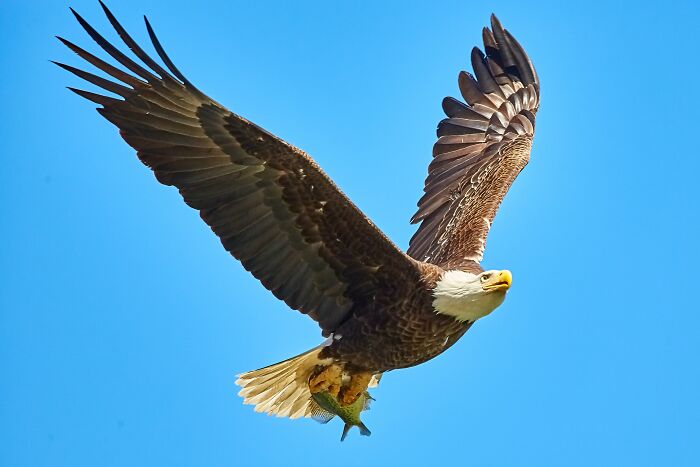 Eagle flying