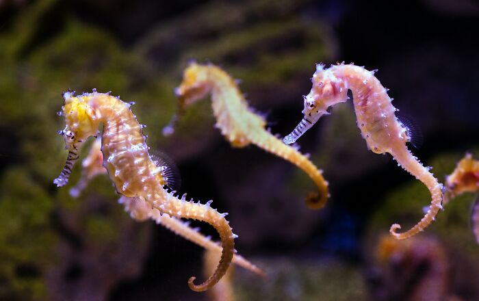 Seahorses swimming