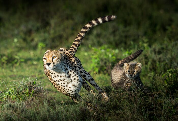 Cheetah with baby cheetah running