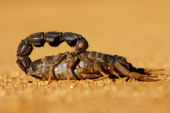 Scorpion in desert