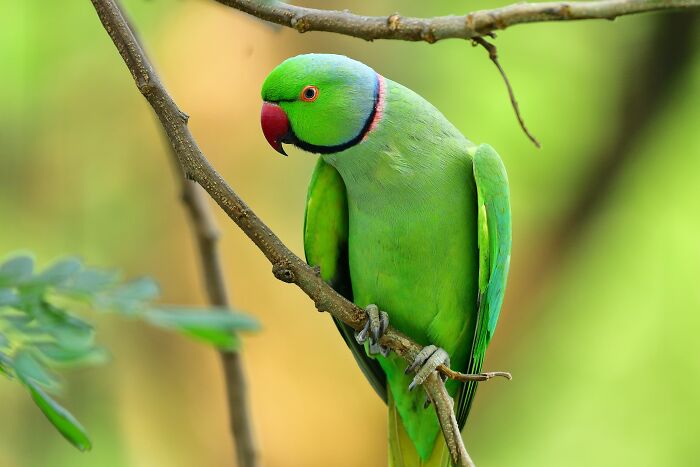 Green parrot on branch