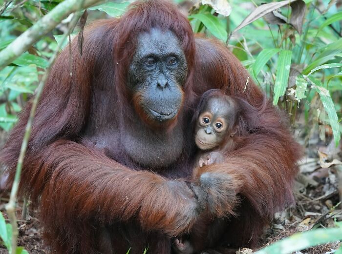 Orangutan with baby in wild