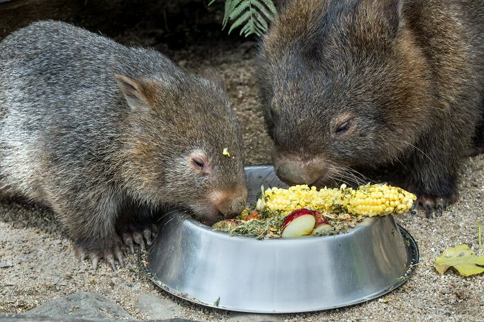 Wombats eating