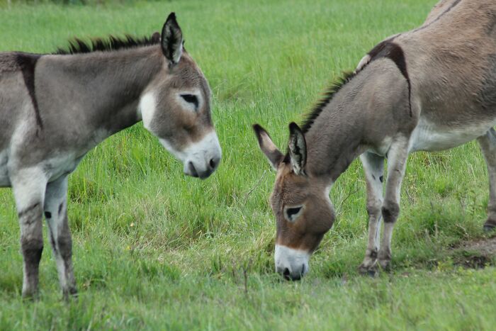 Donkeys eating grass