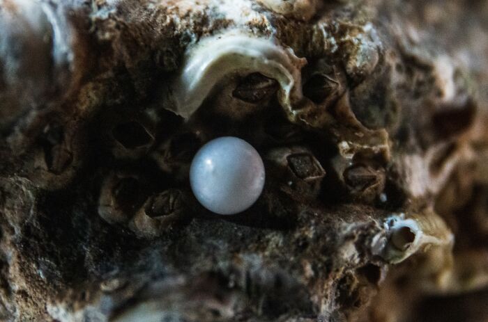 Oyster with pearl