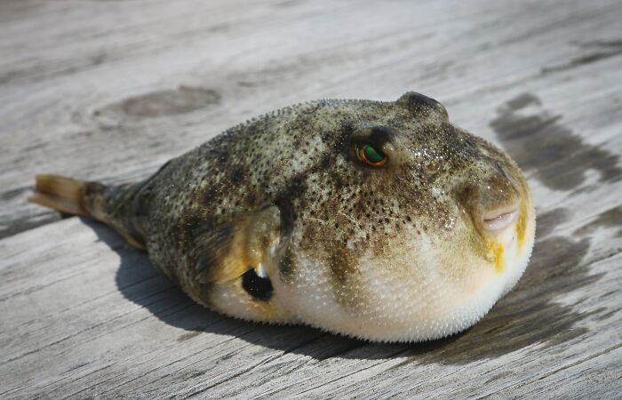 Pufferfish on table