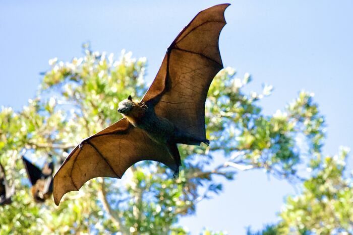 bat flying in daylight