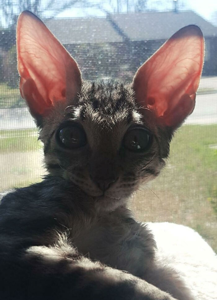 Mi nuevo gatito tiene las orejas más grandes