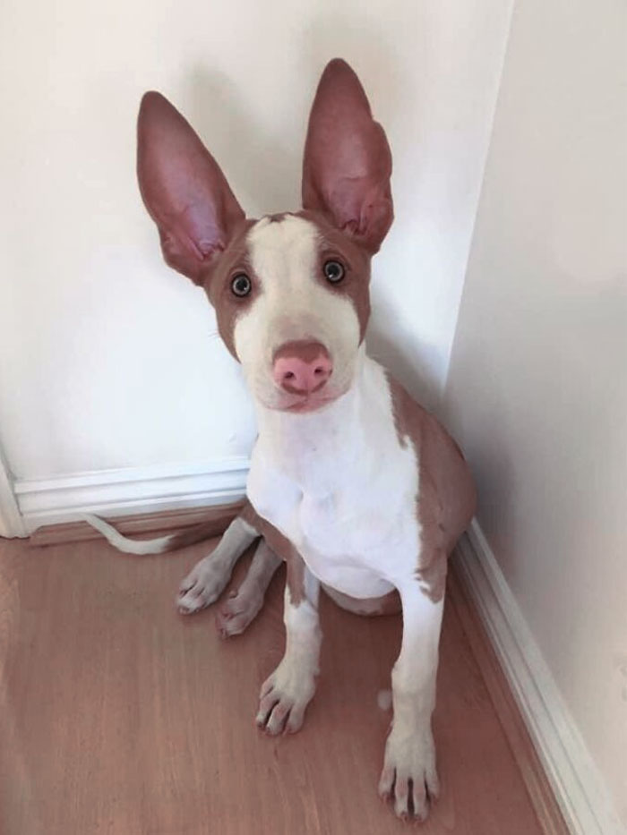 When Do You Think Her Ears Will Stop Growing?