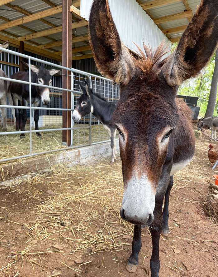 Donkey With Big Ears