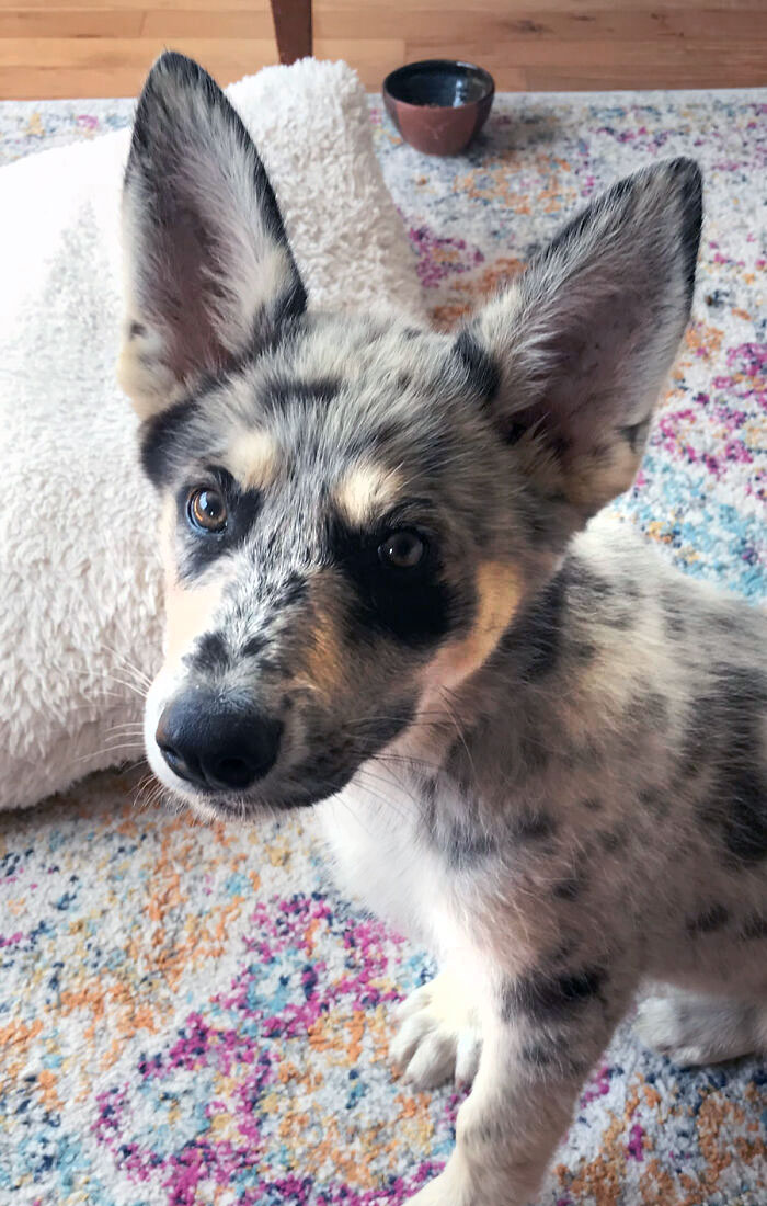 Según nuestro veterinario, las orejas de nuestro cachorro son "anormalmente grandes"
