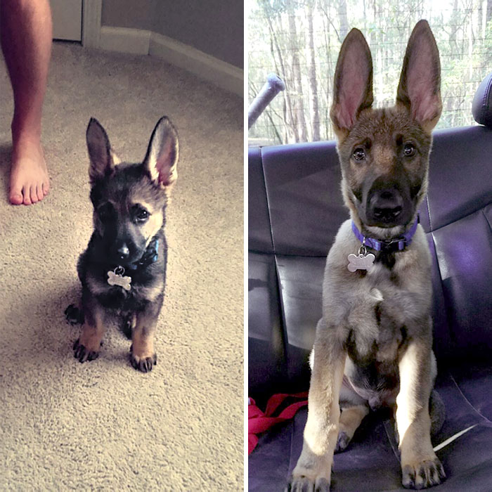 We Always Thought He Would Grow Into His Ears