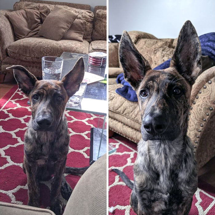 I Thought He Would Grow Into His Ears. Doesn't Look Like It's Gonna Happen