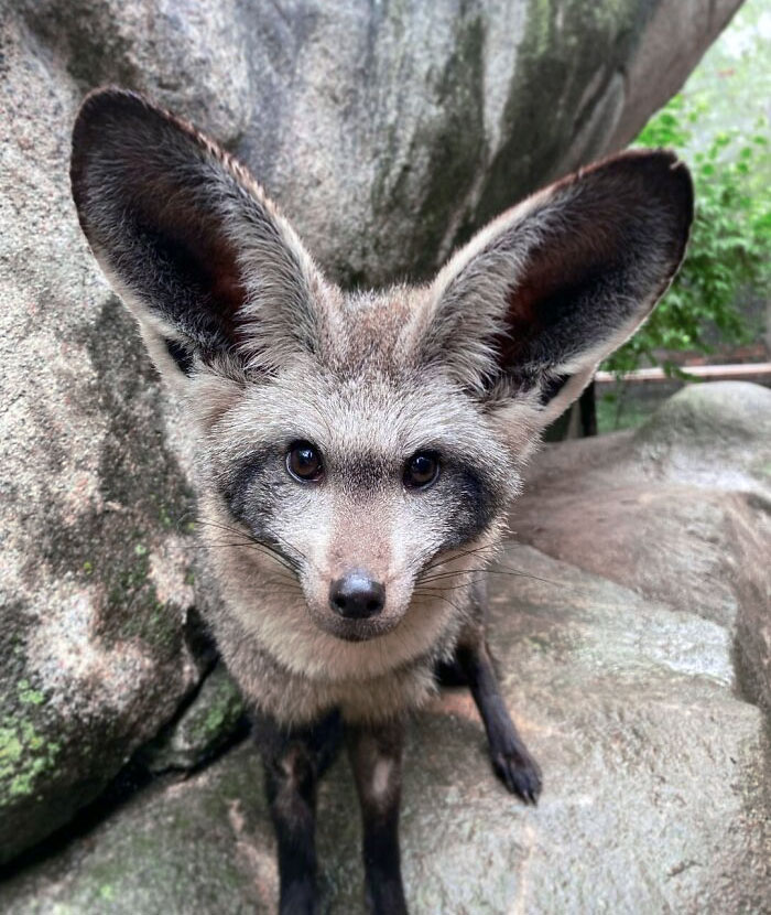 A Few Sizes Too Big 50 Animals That Were Gifted With Enormous Ears A Few Sizes Too Big 50 Animals That Were Gifted With Enormous Ears