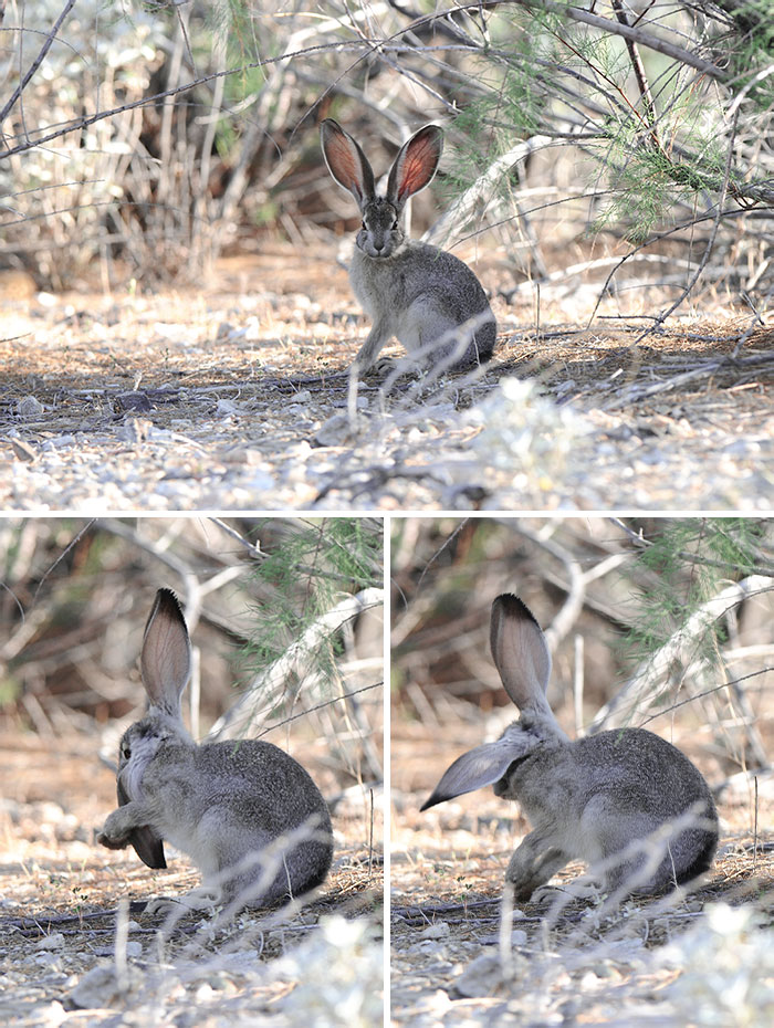 En una mañana clara y brillante en el lago Alamo, un conejo se limpia las orejas