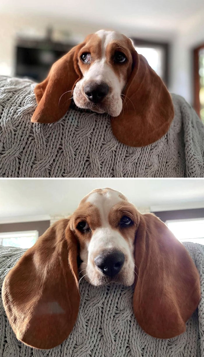 Este es Ralphie. Sus orejas ya son bastante grandes, pero puede hacerlas más grandes si quieres. 12/10 Muy guay Ralphie