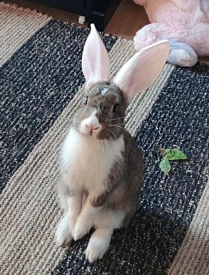 Alice Got Them Big Ears